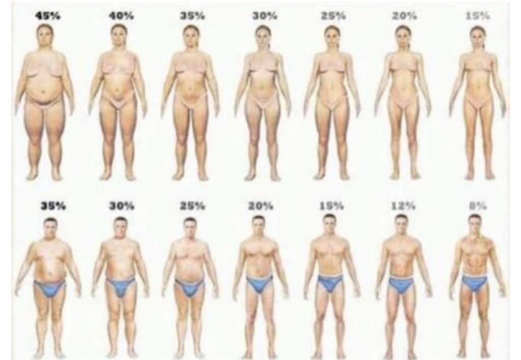 理想的な体脂肪率 広島のパーソナルトレーニングジム くびれ美人
