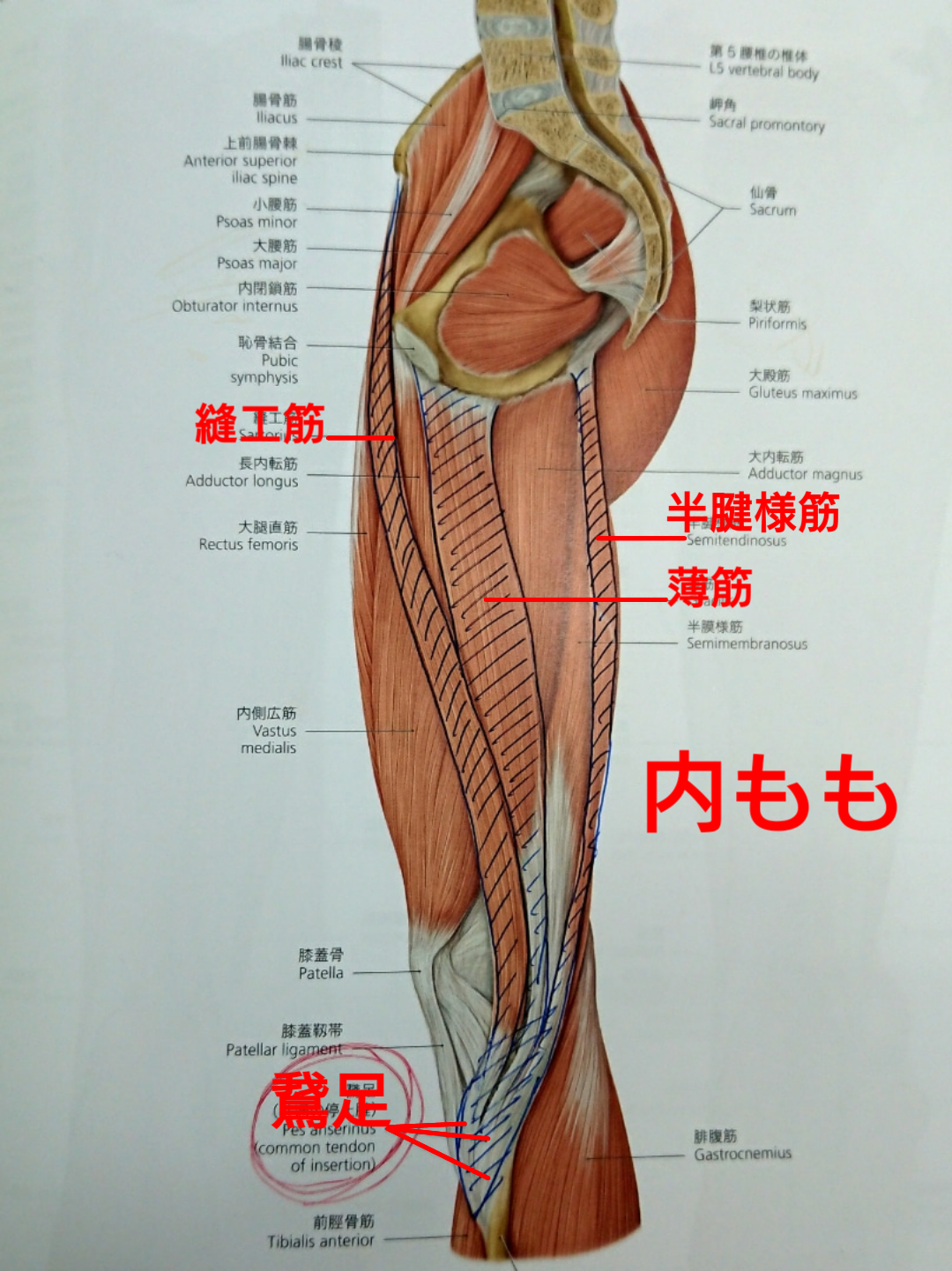膝の内側が痛む場合にストレッチしたい筋肉 広島のパーソナルトレーニングジム くびれ美人