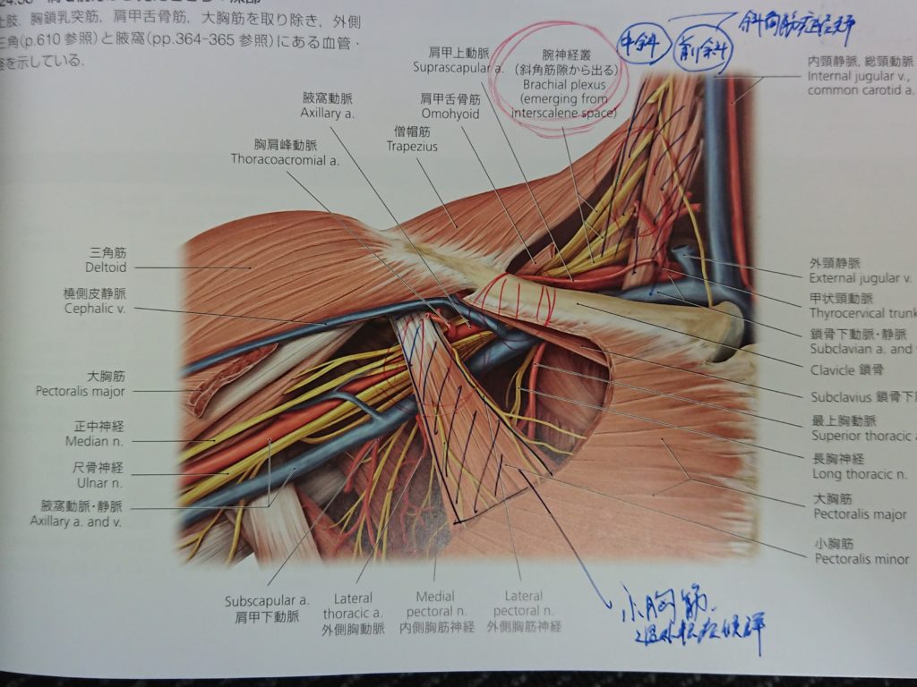 腕 神経 叢